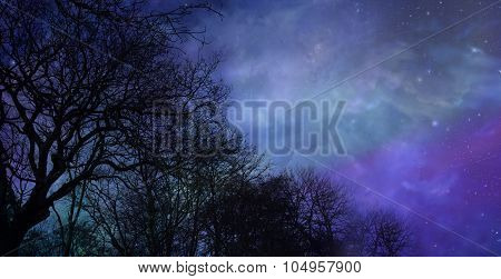 Skeleton trees on a beautiful winter night sky background