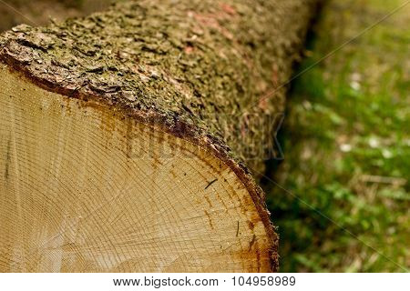 Cross section of tree