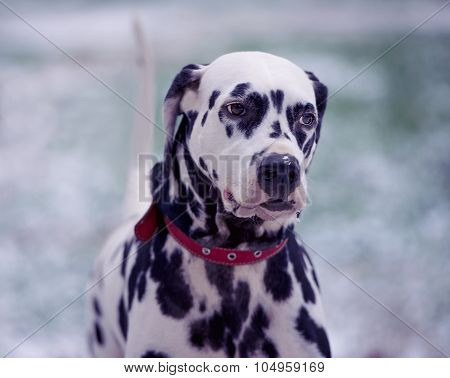 Portrait Of Black And White Dalmatian Dog