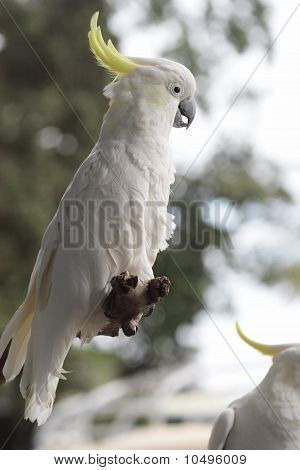 Большой желтохохлый какаду (cacatua галерита)