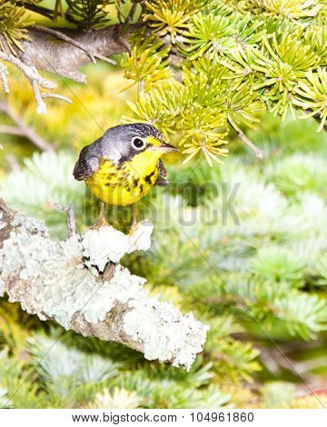 Canada Warbler