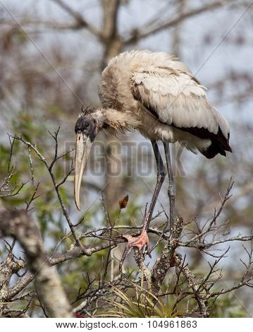 Wood Stork