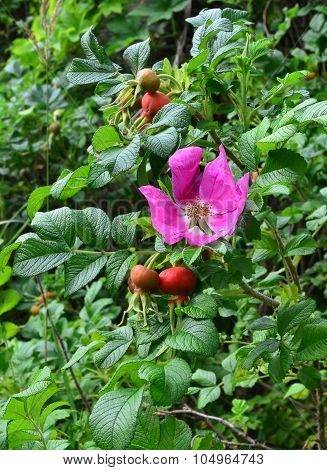 Dogrose Bush With A Flower And Fruits
