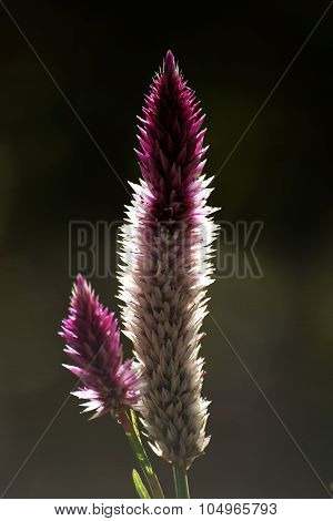 Celosia argentea