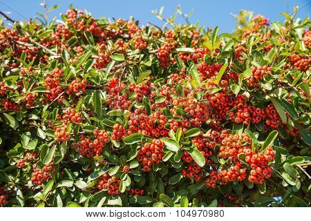 Mastic Berries