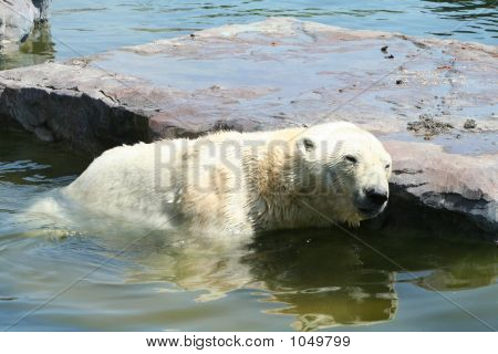 Orso polare 22