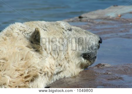 Orso polare 16