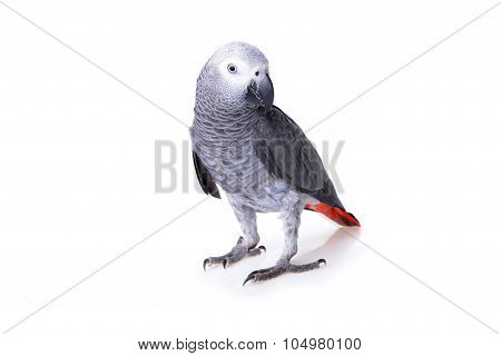 African Gray Parrot