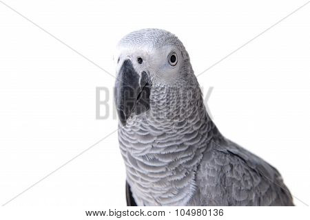 African Gray Parrot