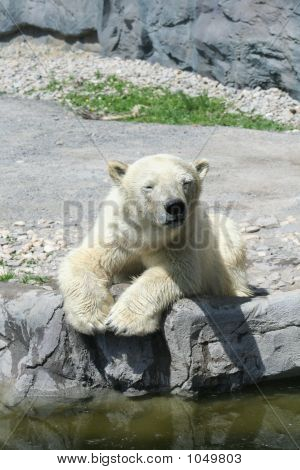 Orso polare 29