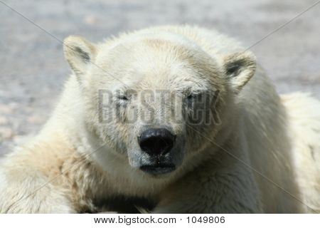 Orso polare 14