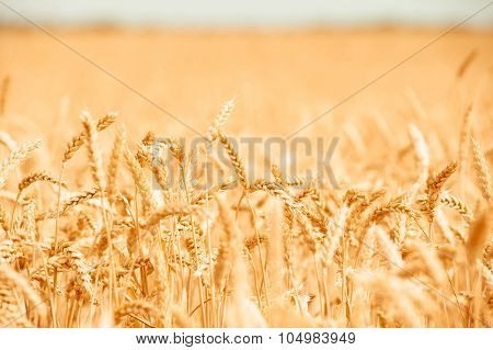 Background, Backdrop Of  Yellow Ears On The Beautiful Golden Wheat Field