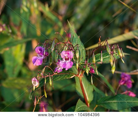 Dark Pink Blooming Himalayan Balsam