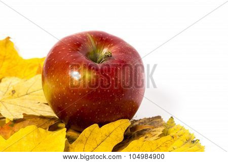 Apples with Autumn leaves