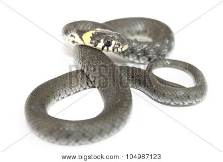 Western hog-nosed snake