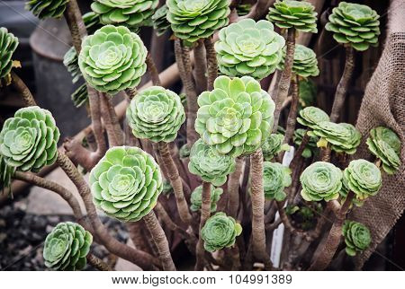 Special Succulent Plant
