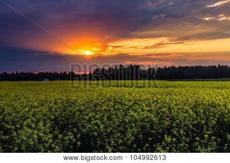 Field of colzas
