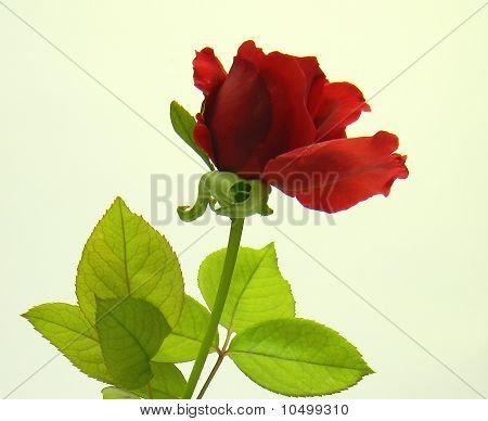 Rosa roja