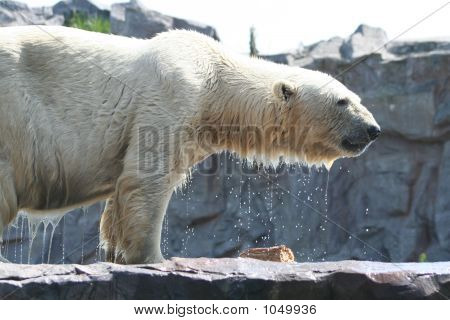 Orso polare 27