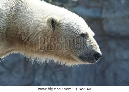 Orso polare 26