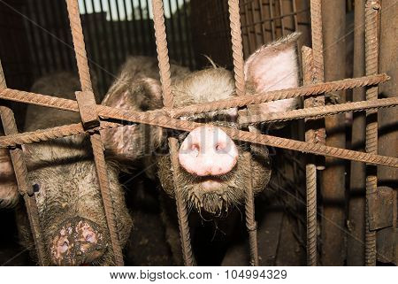 Pig Snout Sticking Out Of The Fence