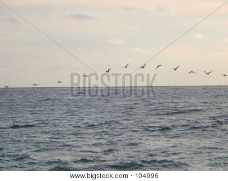 ฝูงบินชายหาด Pelicans
