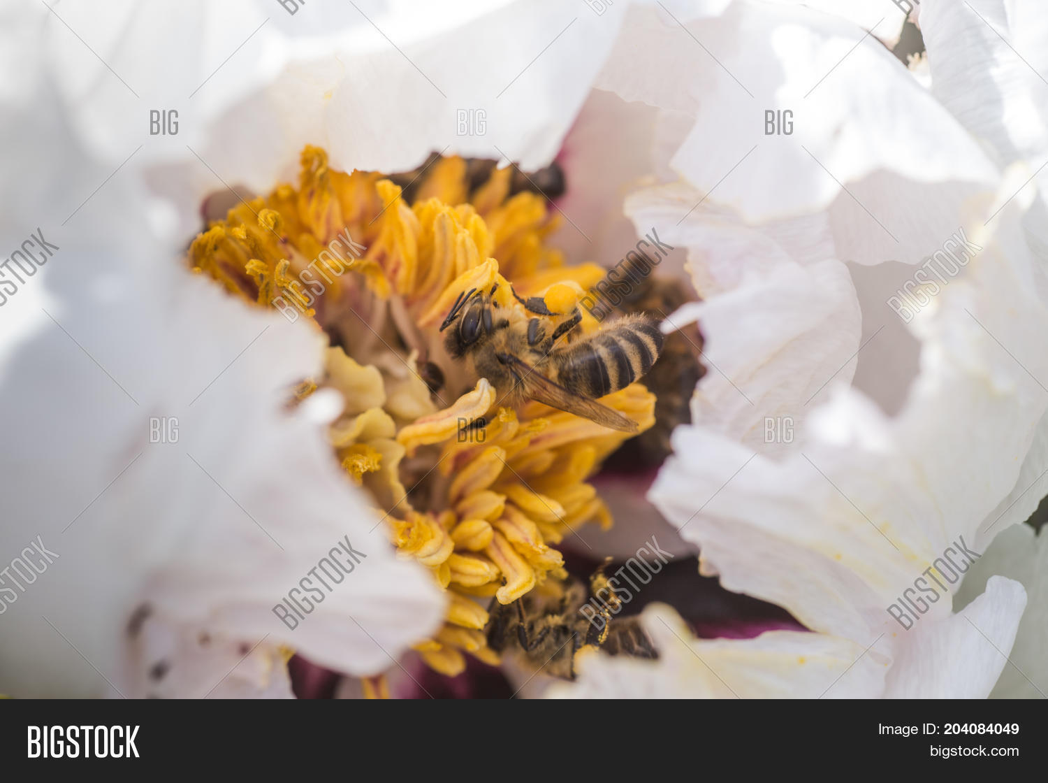 Bees Collect Pollen Image & Photo (Free Trial) Bigstock
