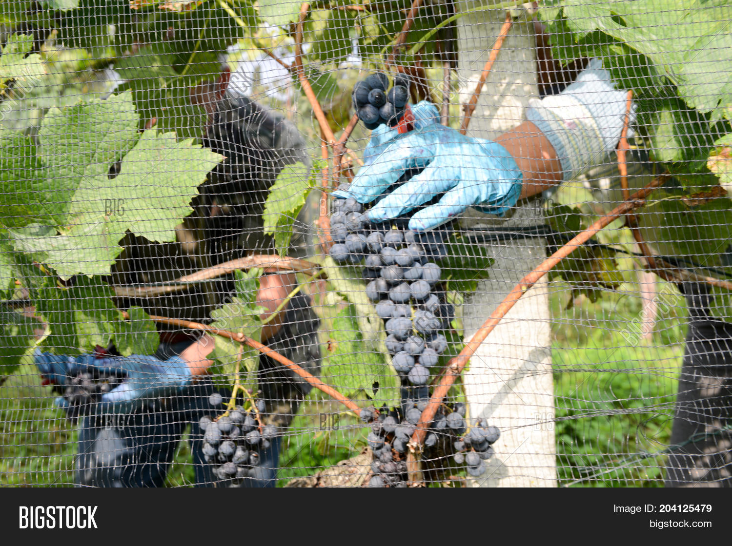Harvesting Grape On Image & Photo (Free Trial) Bigstock