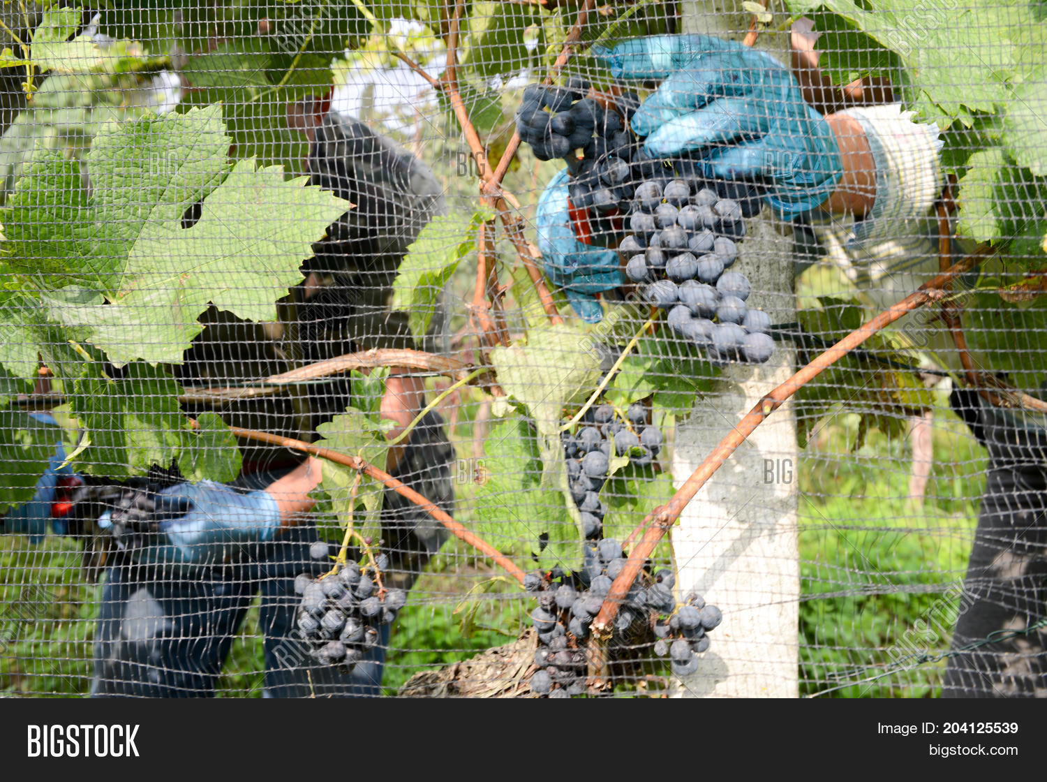 Harvesting Grape On Image & Photo (Free Trial) Bigstock