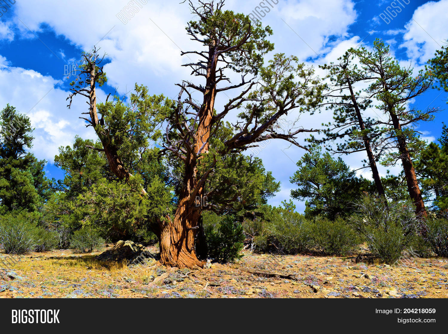 Lodgepole Pine Trees Image & Photo (Free Trial) Bigstock