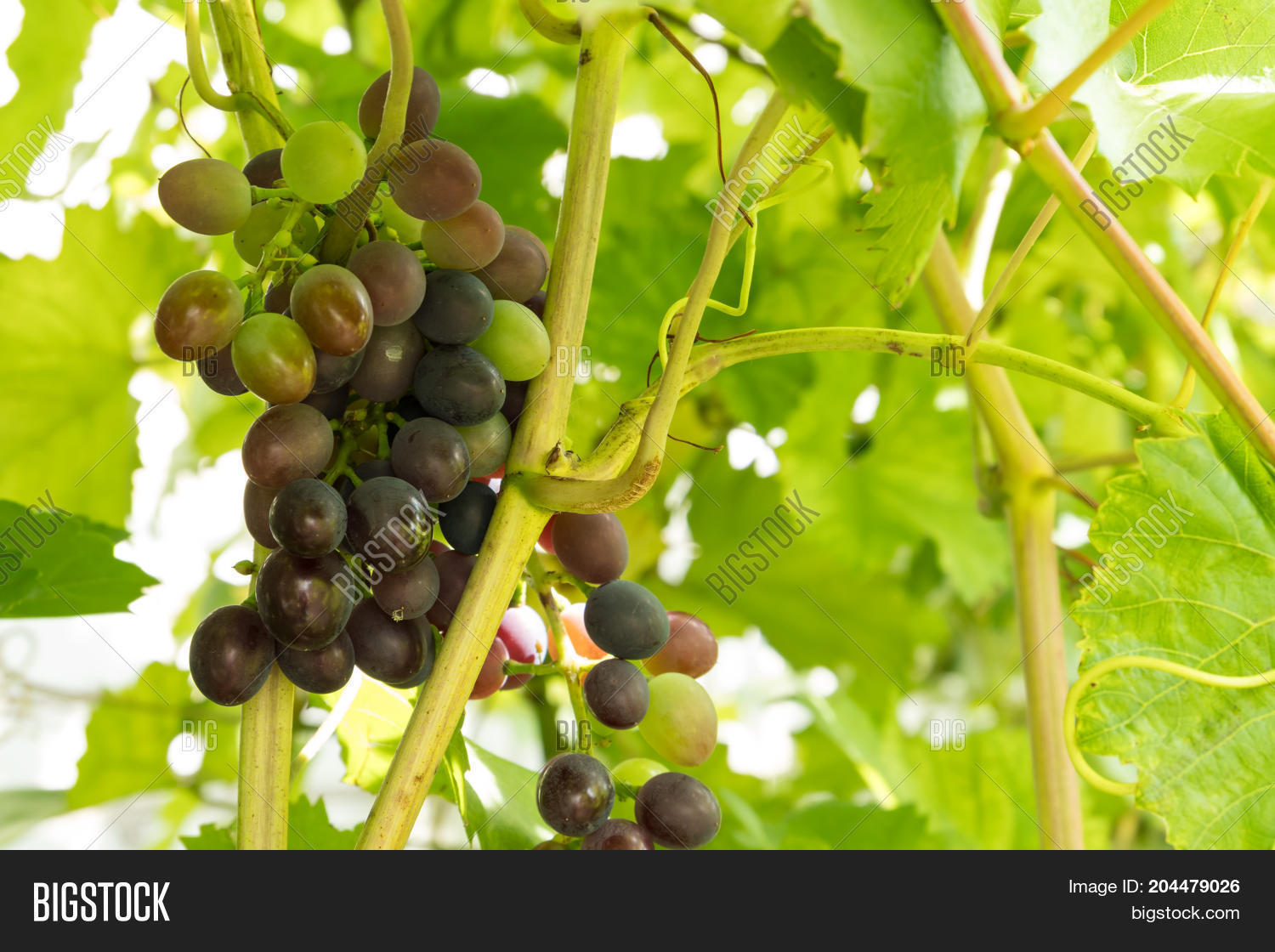 Vine Green Ripe Grapes Image & Photo (Free Trial) | Bigstock