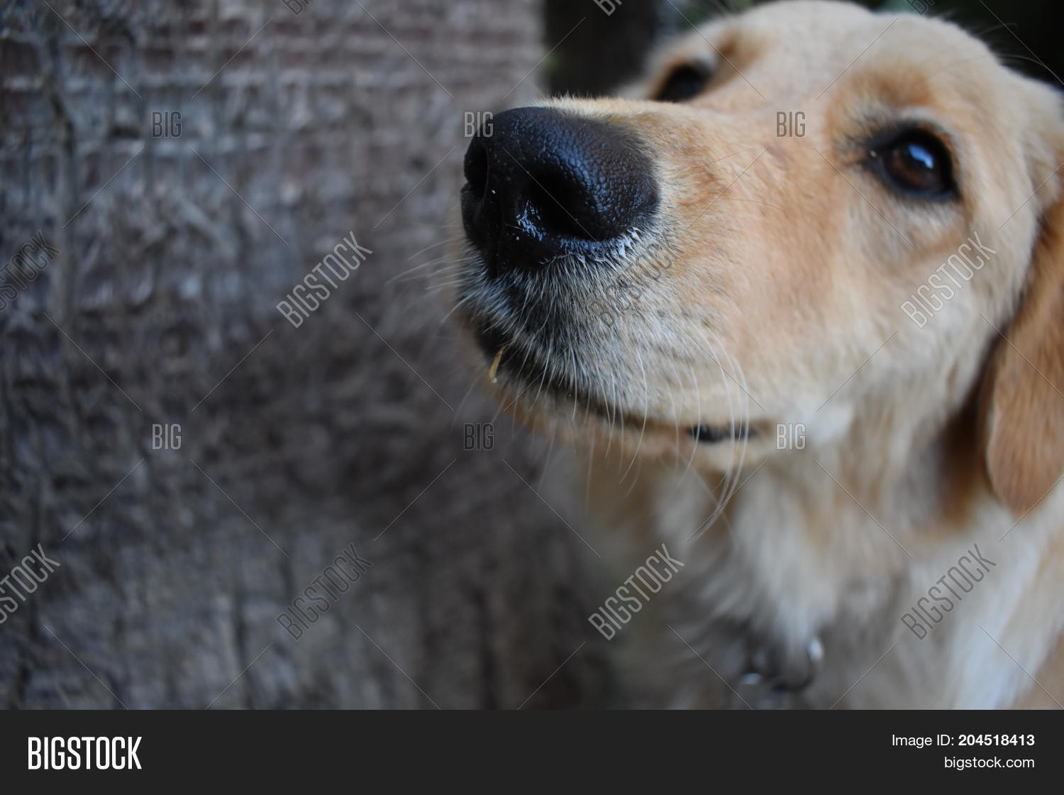 Do Golden Retrievers Have Black Noses