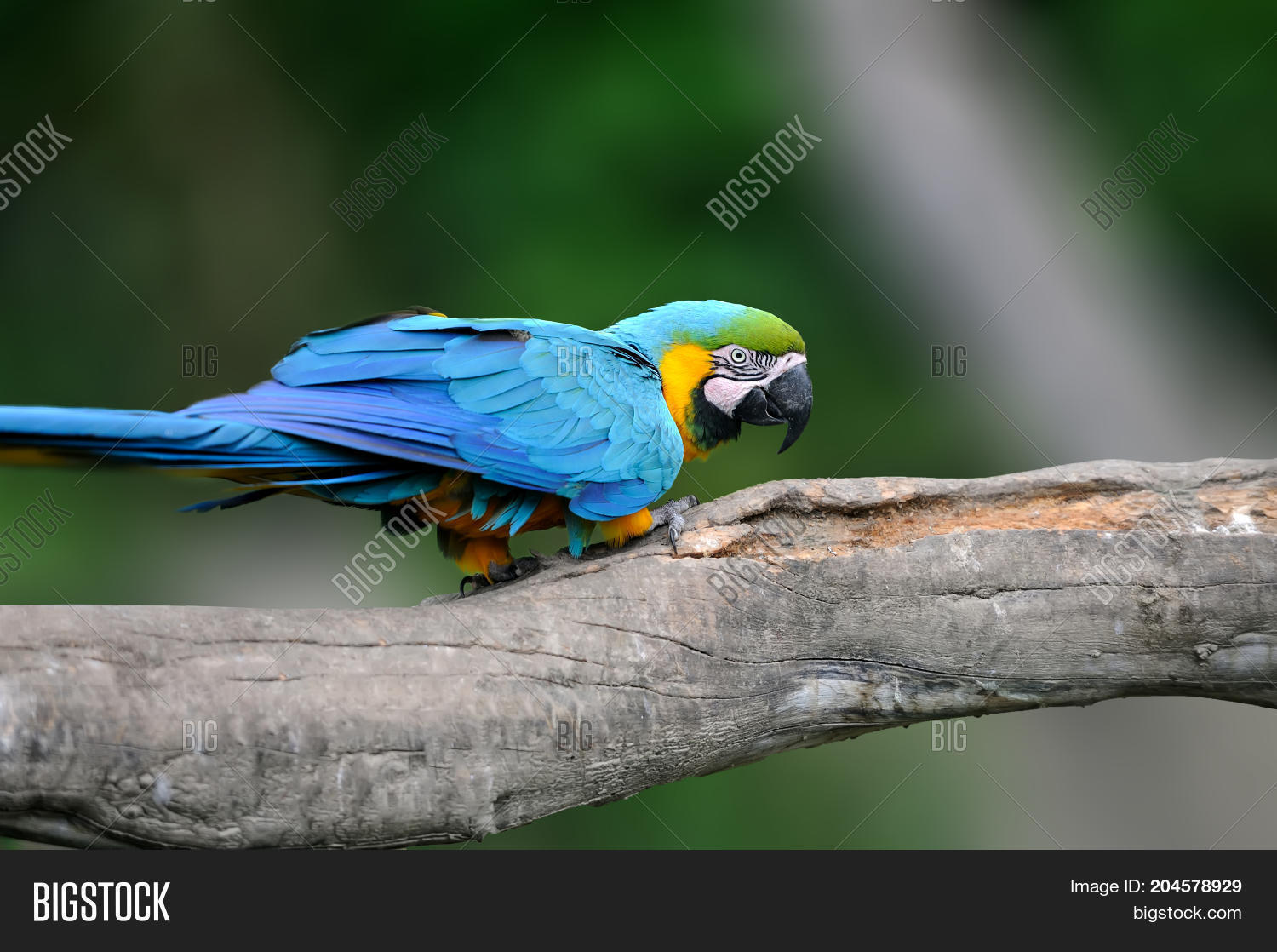 Wild Parrot Bird, Blue Image & Photo (Free Trial) Bigstock
