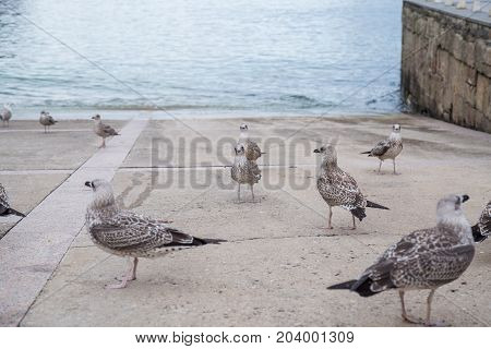 Group of seagulls eating bread crumbs on paved seafront on coast.