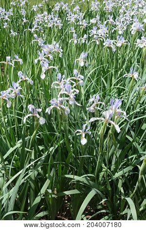 Iris Spuria In Full Bloom In The Garden