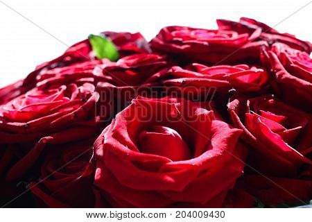 The big bouquet of red roses with one green leaf.
