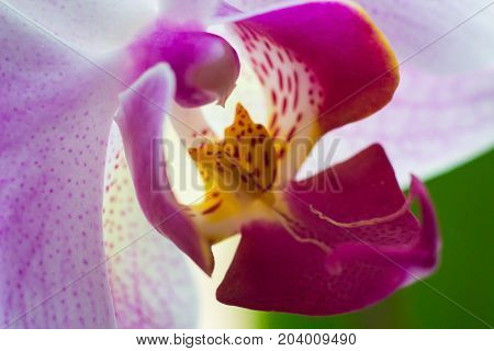 The macro photo of the purple orchid in the green garden.