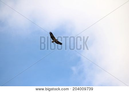 Sea-eagle and crow birds fly together against the white clouds and blue sky