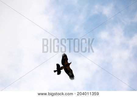 Sea-eagle and crow birds fly together against the white clouds and blue sky