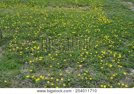 Dandelions flowering at meadow during spring time