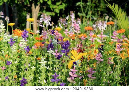 Multicolored garden flowers. Beautiful delicate floral background