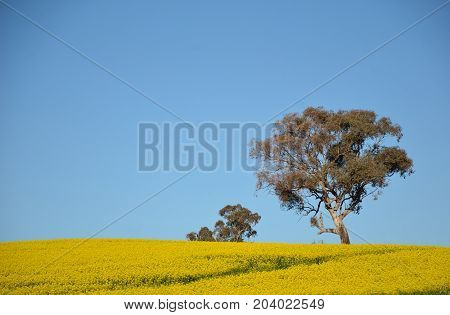 Gum tree growing in a bright yellow canola crop under blue sky in NSW farmland, Australia. Also known as rape seed.