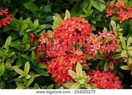 Red needle flowers, Beautiful red flower spike in the garden.