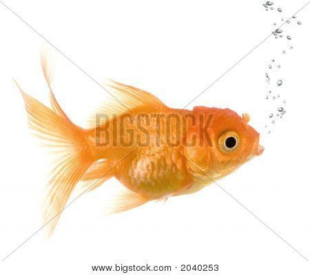 Goldfish