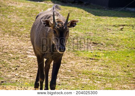 Nilgai Or Blue Bull (boselaphus Tragocamelus)