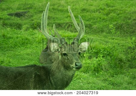 A deer in a green forest in Asia
