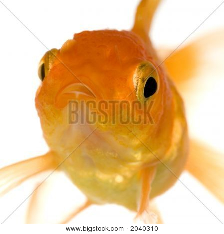 Goldfish