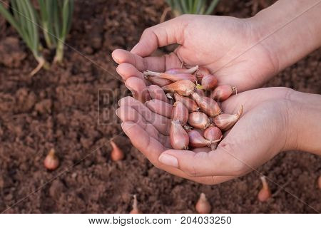 Hand of woman farmer seeding onions in organic vegetable garden Close up of hand planting seed in soil.
