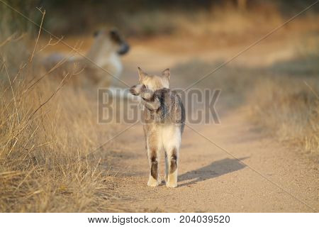Cat walking to a dog on a sandy path!