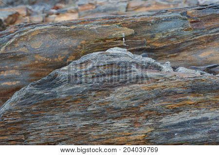 The texture of the north underwater rocks at low tide